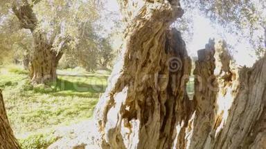 从一棵古老橄榄树的树干里，可以看到温<strong>暖</strong>地区的<strong>冬季</strong>花园